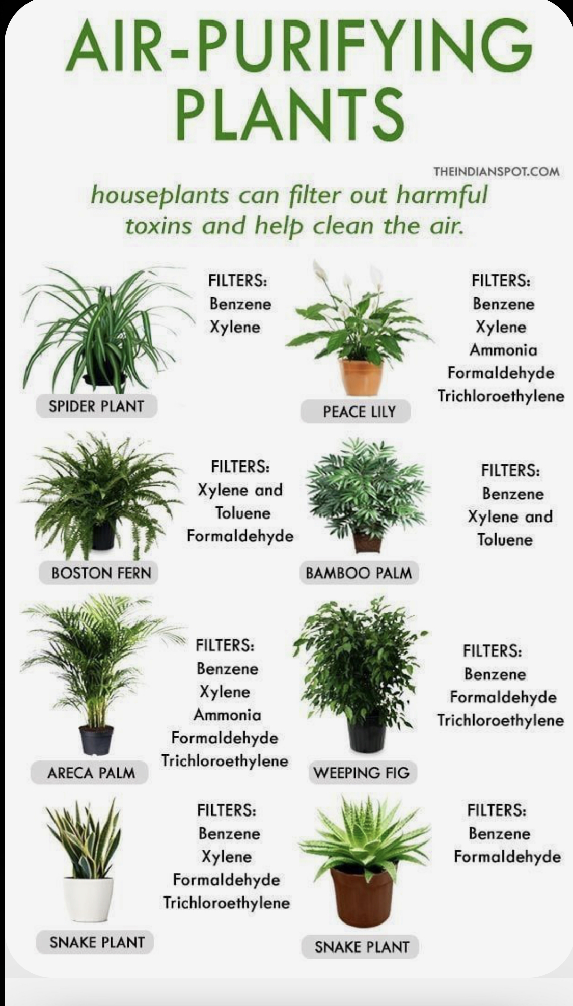 How Air Purifying Plants Help Me Remove Toxins! - NaturallyFreckled.com